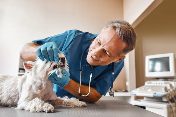 Best Emergency Denture Repair in Key Largo, FL